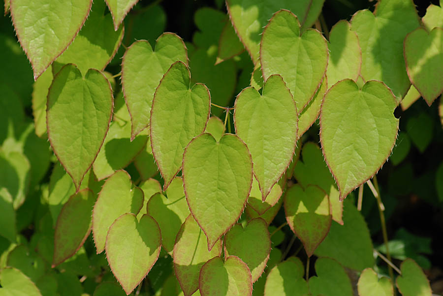 Epimedium alpinum / Epimedio